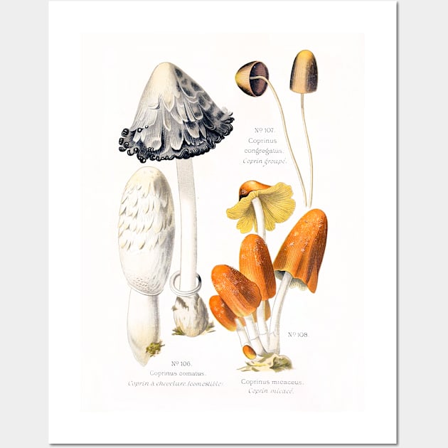 Mushroom species Wall Art by WAITE-SMITH VINTAGE ART